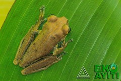 Osteopilus pulchrilineatus