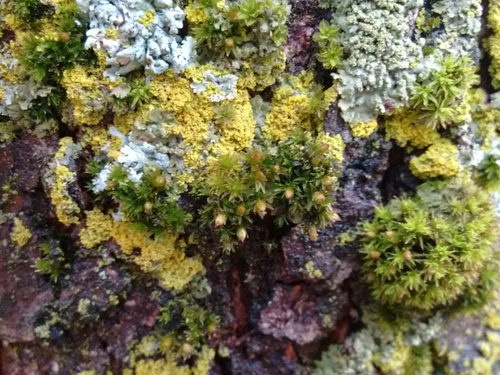 Orthotrichum stellatum