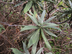 Echium acanthocarpum image