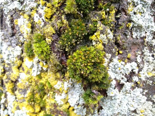 Orthotrichum stellatum