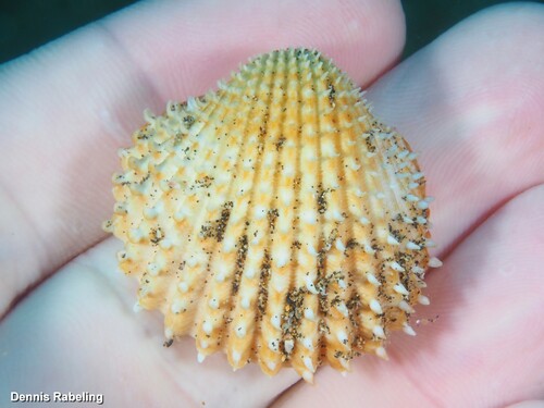 Prickly Cockle
