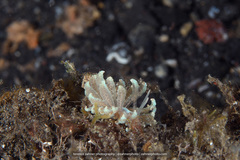 Phyllodesmium