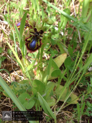 Ophrys speculum speculum