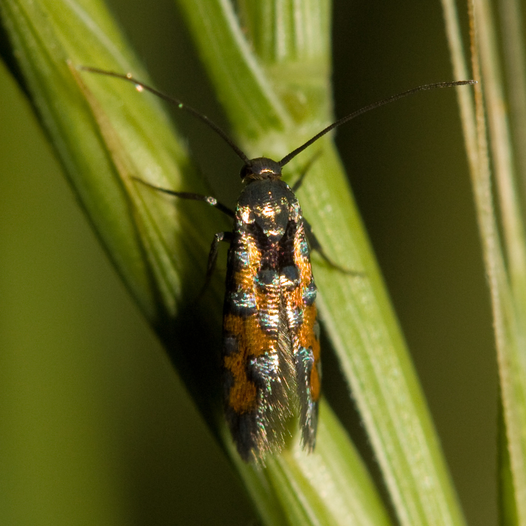 Neoheliodines vernius