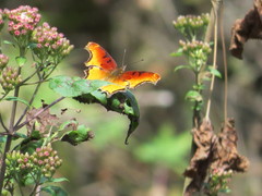 Polygonia haroldii
