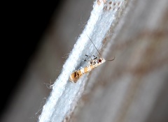 Gibbovalva singularis