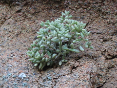 Monanthes laxiflora image