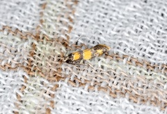 Promalactis lobatifera