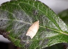 Scythropiodes