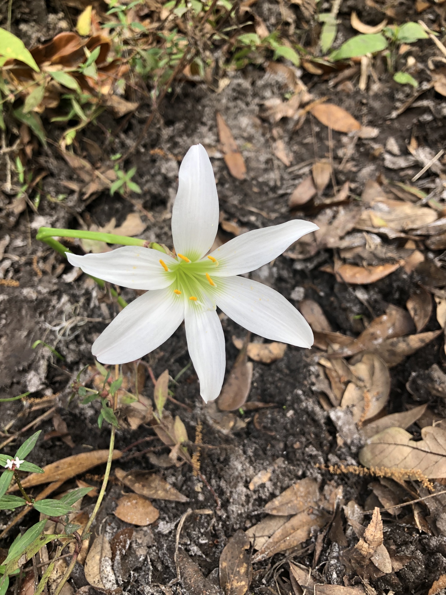 Zephyranthes treatiae