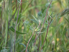 Linanthus bigelovii