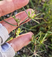 Linanthus bigelovii