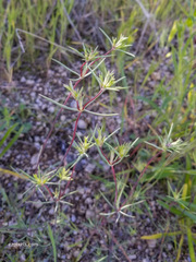 Linanthus bigelovii