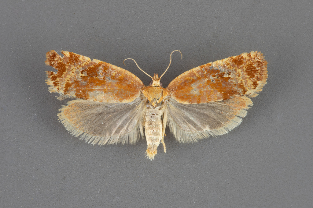 Argyrotaenia graceana