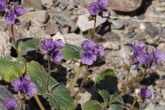 Phacelia calthifolia
