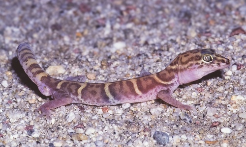 iNaturalist observation photo of Western Banded Gecko
