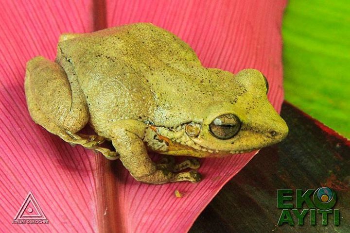 Tiburon Whistling Frog