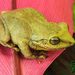 Tiburon Whistling Frog - Photo (c) René Durocher, some rights reserved (CC BY-NC)