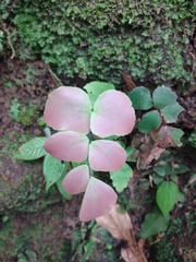 Adiantum macrophyllum image