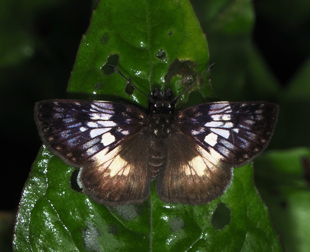 Potamanaxas zagadka