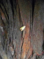 Gymnobathra flavidella