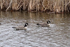 Branta hutchinsii hutchinsii