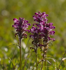 Pedicularis sudetica interior