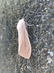 Creatonotos transiens vacillans
