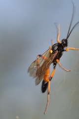 Ichneumon lotatorius