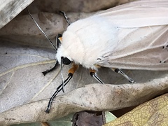 Creatonotos transiens vacillans