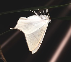 Ourapteryx clara