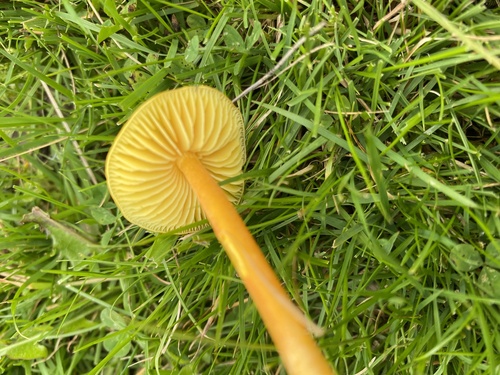 Golden Waxcap
