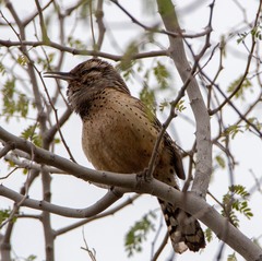 Campylorhynchus brunneicapillus
