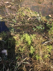 Ceratopteris pteridoides