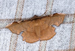 Fascellina chromataria
