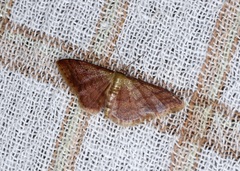 Idaea impexa