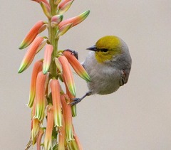 Auriparus flaviceps