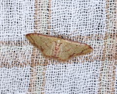 Idaea impexa