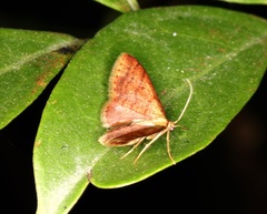 Idaea impexa