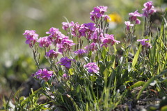 Arabis blepharophylla