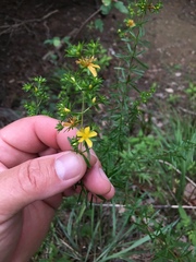 Hypericum galioides
