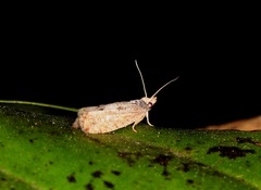 Strepsicrates semicanella