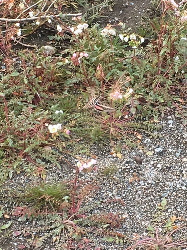 iNaturalist observation photo of White-lined Sphinx