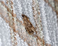 Strepsicrates semicanella