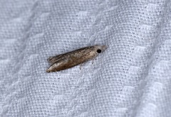 Strepsicrates semicanella