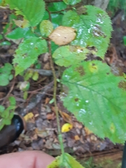 Ostrya virginiana image