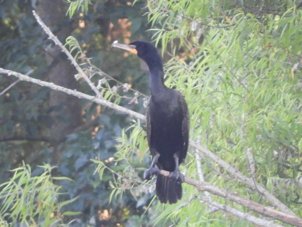 Doublecrested Cormorant from Hayes Rd, Monroe, NC 28110, USA on July 6