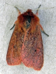 Phragmatobia assimilans