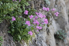 Arabis blepharophylla