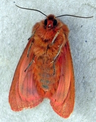 Phragmatobia assimilans